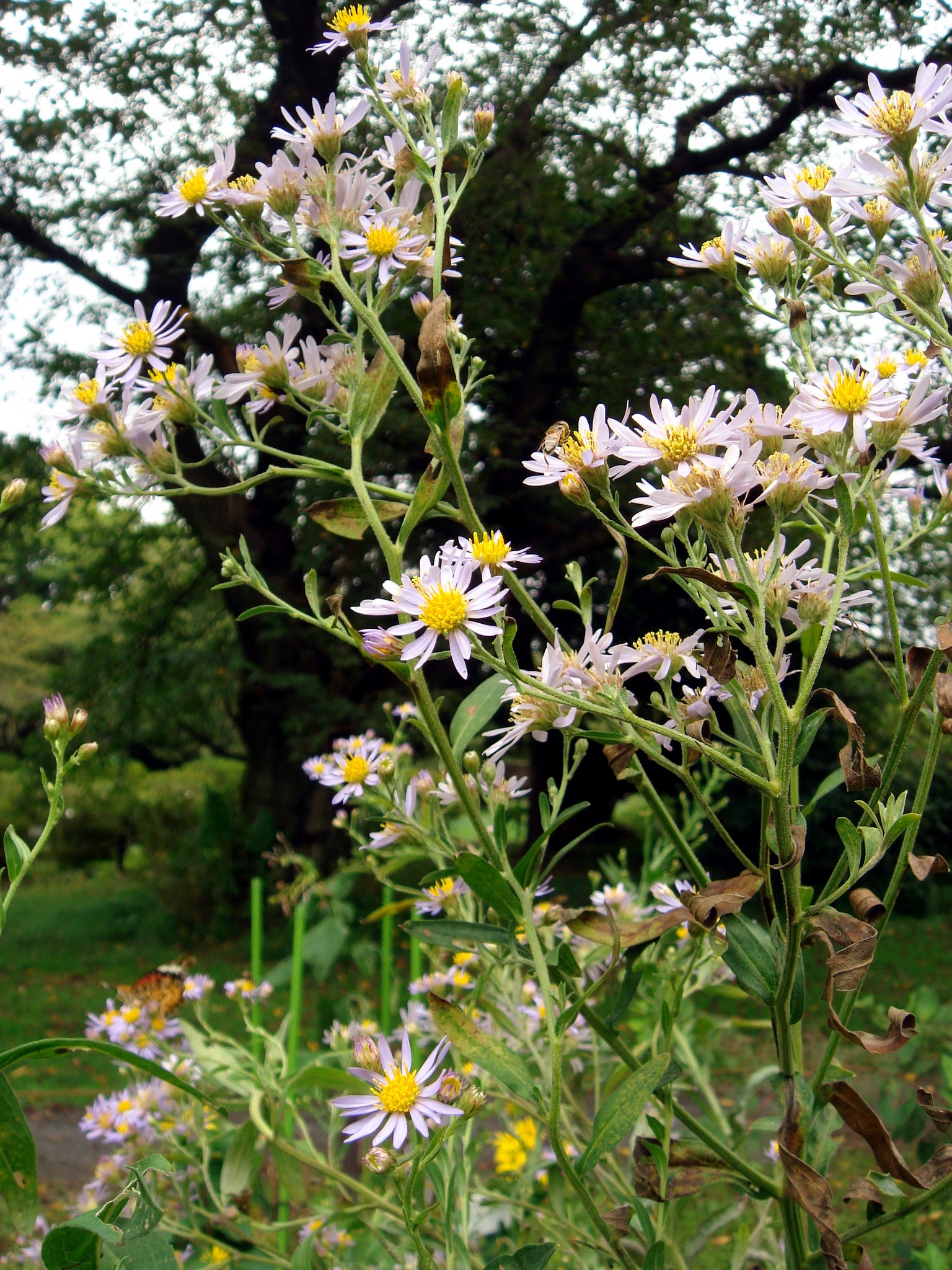 Aster tataricus L. f.